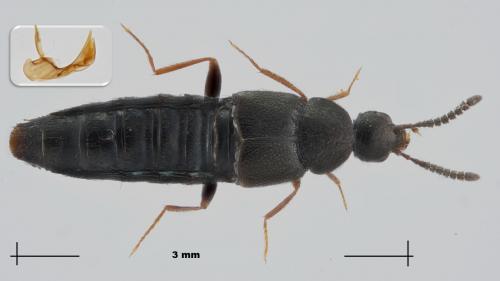 Aleochara sparsa